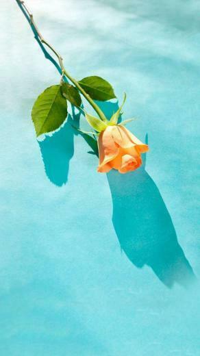 Wallpaper Background Aesthetic Orange Tulip Flower With Green