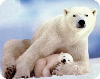 Beautiful Wallpaper Polar Bear