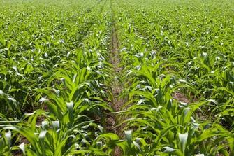 Image Syngenta
