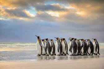 Image Penguins King Penguin Falkland Islands Sea Sky Clouds Animals