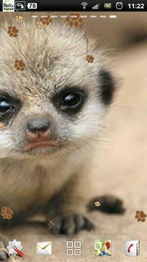 Captura De Pantalla Beb Meerkat Live Wallpaper Para Android