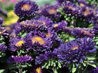 Screensavers For Android Summer Flowers Screensaver