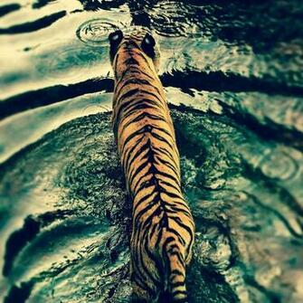 Tiger Gratis iPad Hintergrundbilder My HD Wallpaper