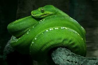 Eastern Green Mamba Wallpaper Background