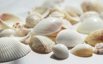 Seashells 4k HD Desktop Wallpaper For Ultra Tv Dual