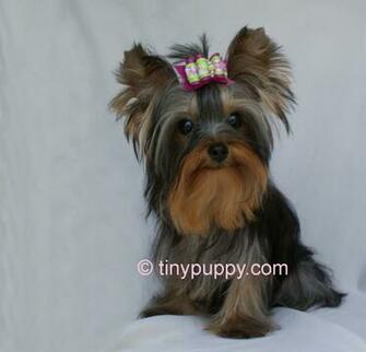 Yorkies Wallpaper Weddingdressin