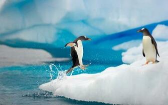 Penguin Wallpaper Fantastic Image 4k Ultra HD