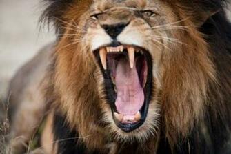 Roaring Lion Roar Wallpaper Lions