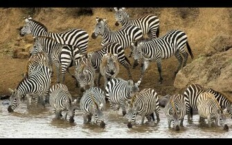Zebra Wallpaper Desktop Background