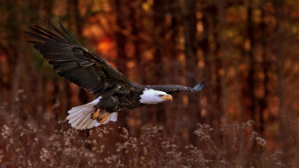 Bald Eagle Flight 1440p Resolution HD 4k Wallpaper Image