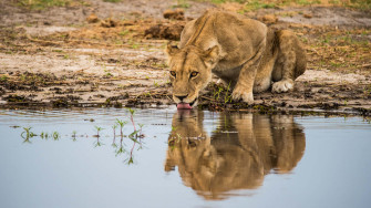 Lioness Drinking In A River Nqr3tmupycm8mwwd Wallpaper