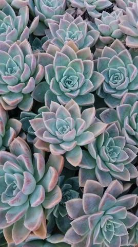 Flower Phone Wallpaper Succulents