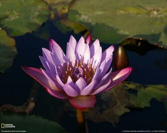 Wallpaper Photography Photos Photo Camp India Lotus Flower
