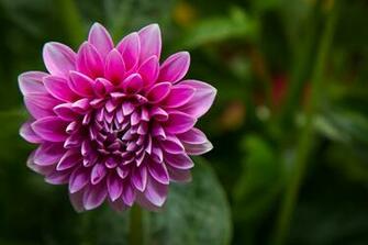 Wild Drop Macro Cosmos Pink HD Wallpaper