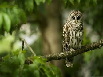 Owl Wallpaper