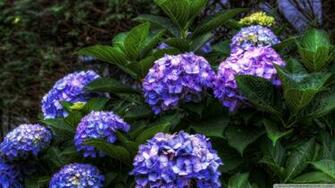 Purple Hydrangea Wallpaper
