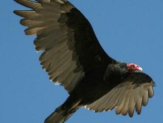 Vulture Wallpaper