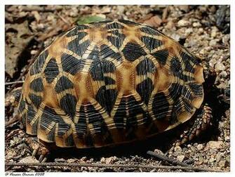 Animals Zoo Park Tortoise Wallpaper Pictures