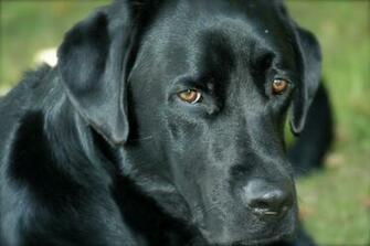 Black Lab Wallpaper Background Image Hippowallpaper