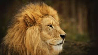 Beautiful Lion Desire HD 3d Wallpaper
