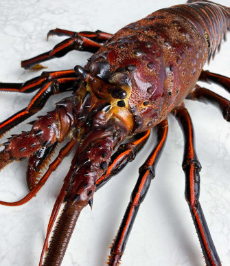 Close Up Spiny Lobster Marble Wallpaper