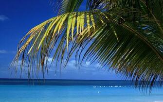 Roatan Beach Wallpaper Beaches Nature In Jpg Format For