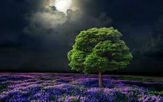 Lilac Flowers Tree Moon Night Wallpaper