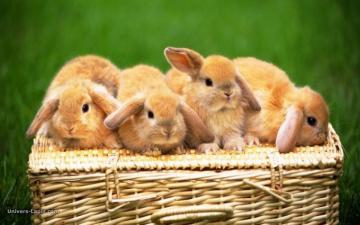 Wallpaper S Collection Cute Animals