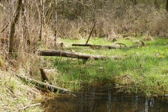 Swamp Background By Terrestri Stockz