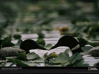 Loon Wallpaper Related Keywords Amp Suggestions