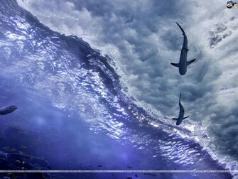 Aquatic Wallpaper