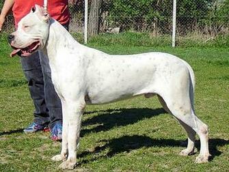 Dogo Argentino