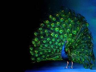 Peacock Luminous Feathering Wallpaper