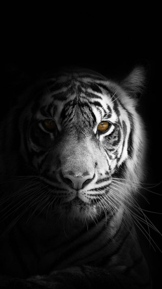Black Background