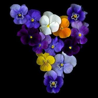 Superb Beautifull Flower High Resolution Wallpaper