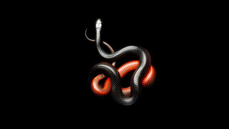 Dark Animals Wallpaper