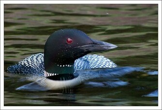 Loons Wallpaper