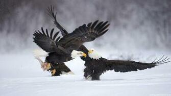 Eagle Wallpaper Desktop HD