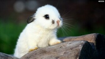 Bunny Wallpaper Photo Desktop