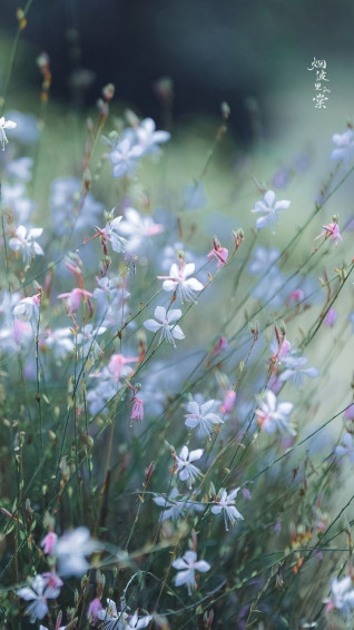 Susan Paula On Wildflower Country Wallpaper
