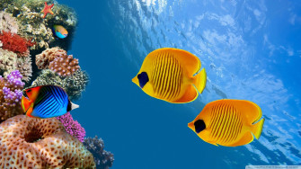 Beautiful Fish Wallpaper HD Picture One