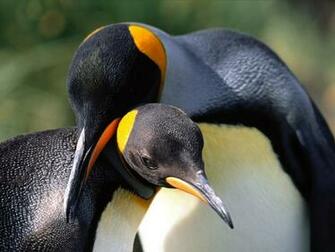 Animal HD Penguin Wallpaper For Desktop X Picture
