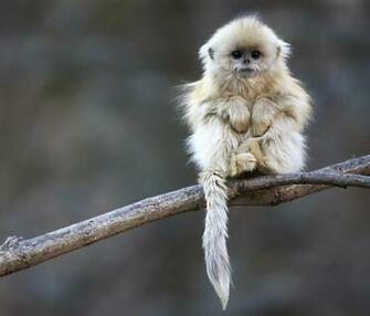 Cute Baby Monkeys HD Wallpaper In Animals Imageci