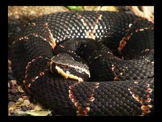 Bushmaster Snake Wallpaper By