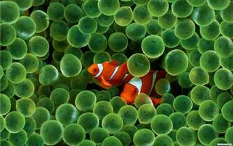 Aquatic Life HD Wallpaper Photogallery
