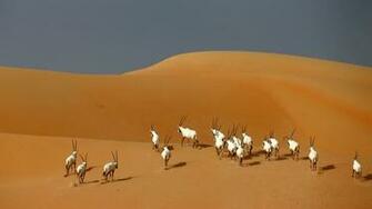 Oryx HD Wallpaper Image In Collection