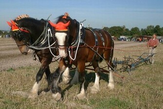 Clydesdale Horses HD Wallpaper Celebrities