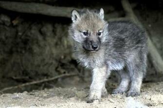 Baby Gray Wolf Image Wallpaper Desktop Car Photos