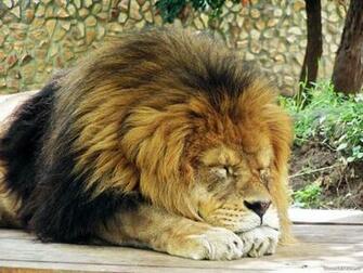 Sleeping Lion Wallpaper Jpg Camp Half Blood Role Playing Wiki