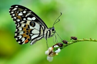 Cool Butterfly HD Wallpaper Part I